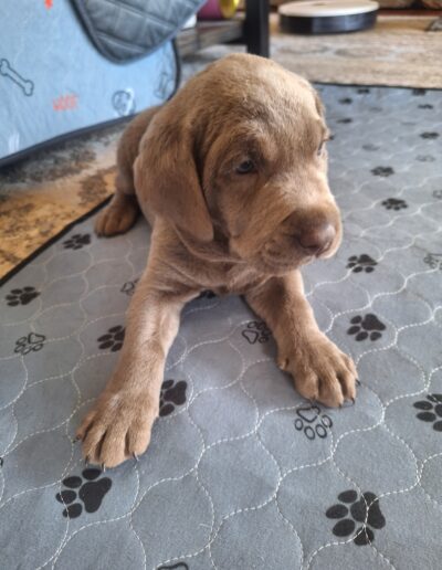 Ruger in Whelping Box