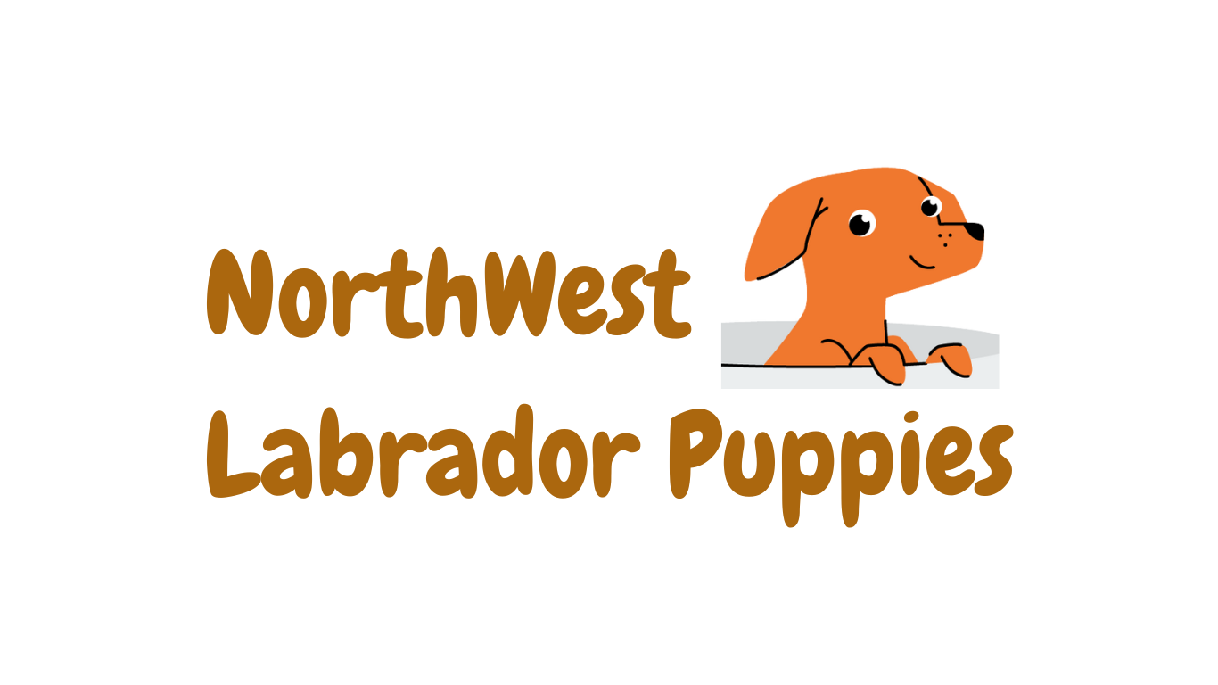 Northwest Labrador Retriever Puppies
