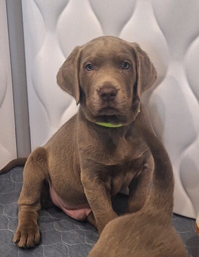 Ruger in Whelping Box