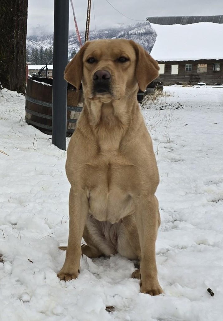 Tanks Sire in Snow